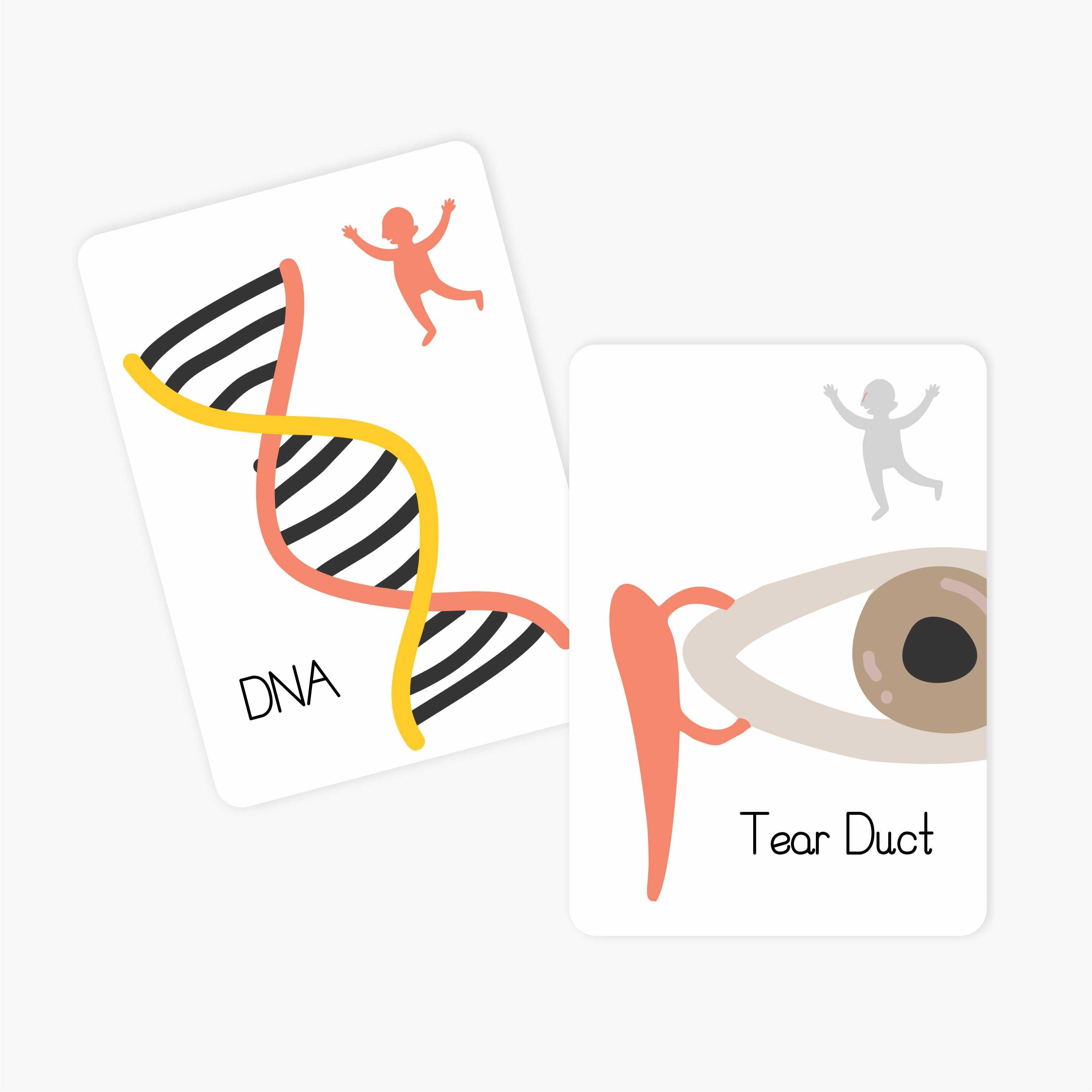 Flash & Fact Cards Inside My Body - Totdot