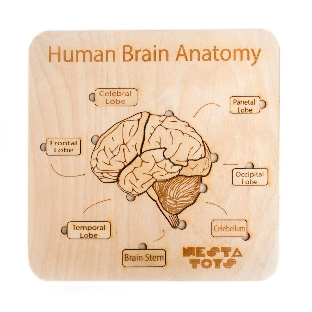 Human Brain Anatomy Puzzle | DIY Coloring Activity - Totdot