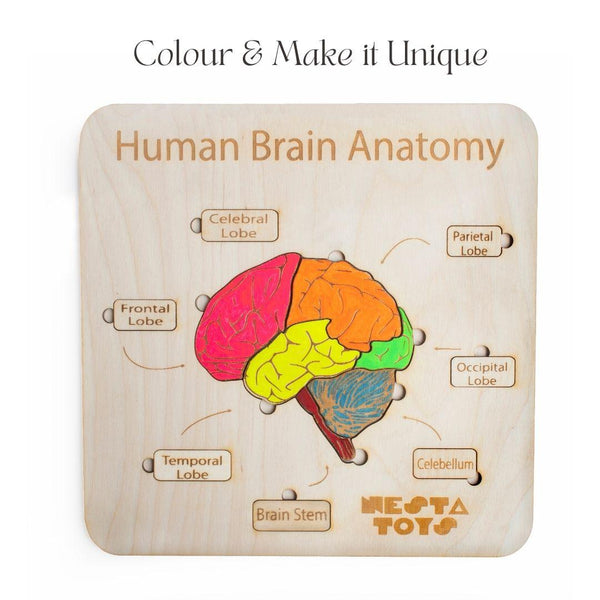 Human Brain Anatomy Puzzle | DIY Coloring Activity - Totdot