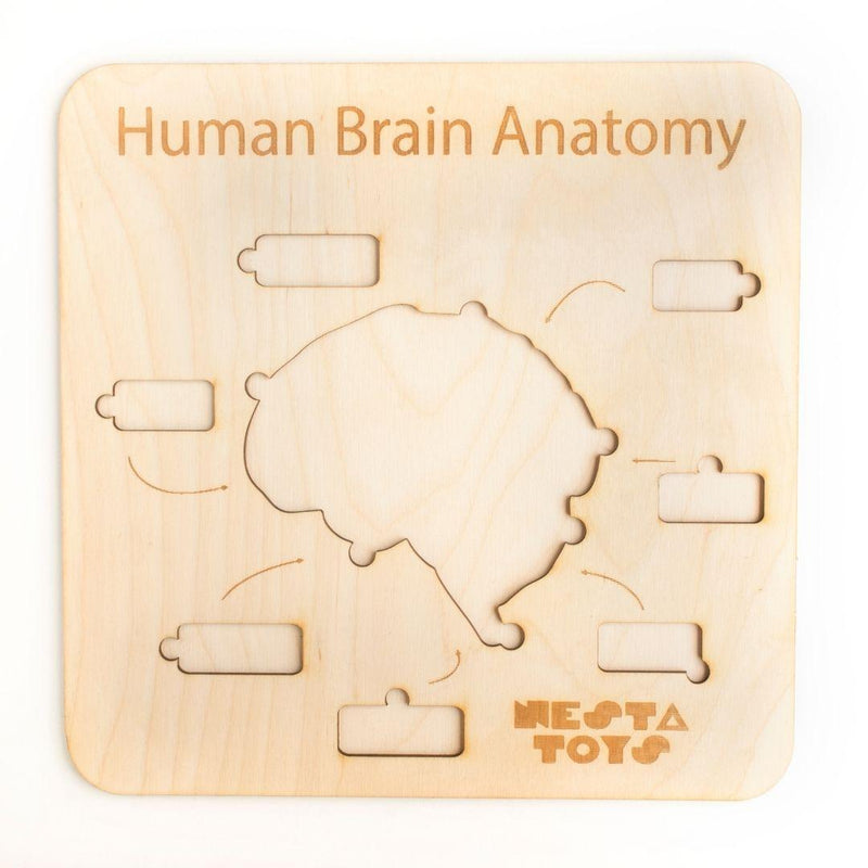 Human Brain Anatomy Puzzle | DIY Coloring Activity - Totdot