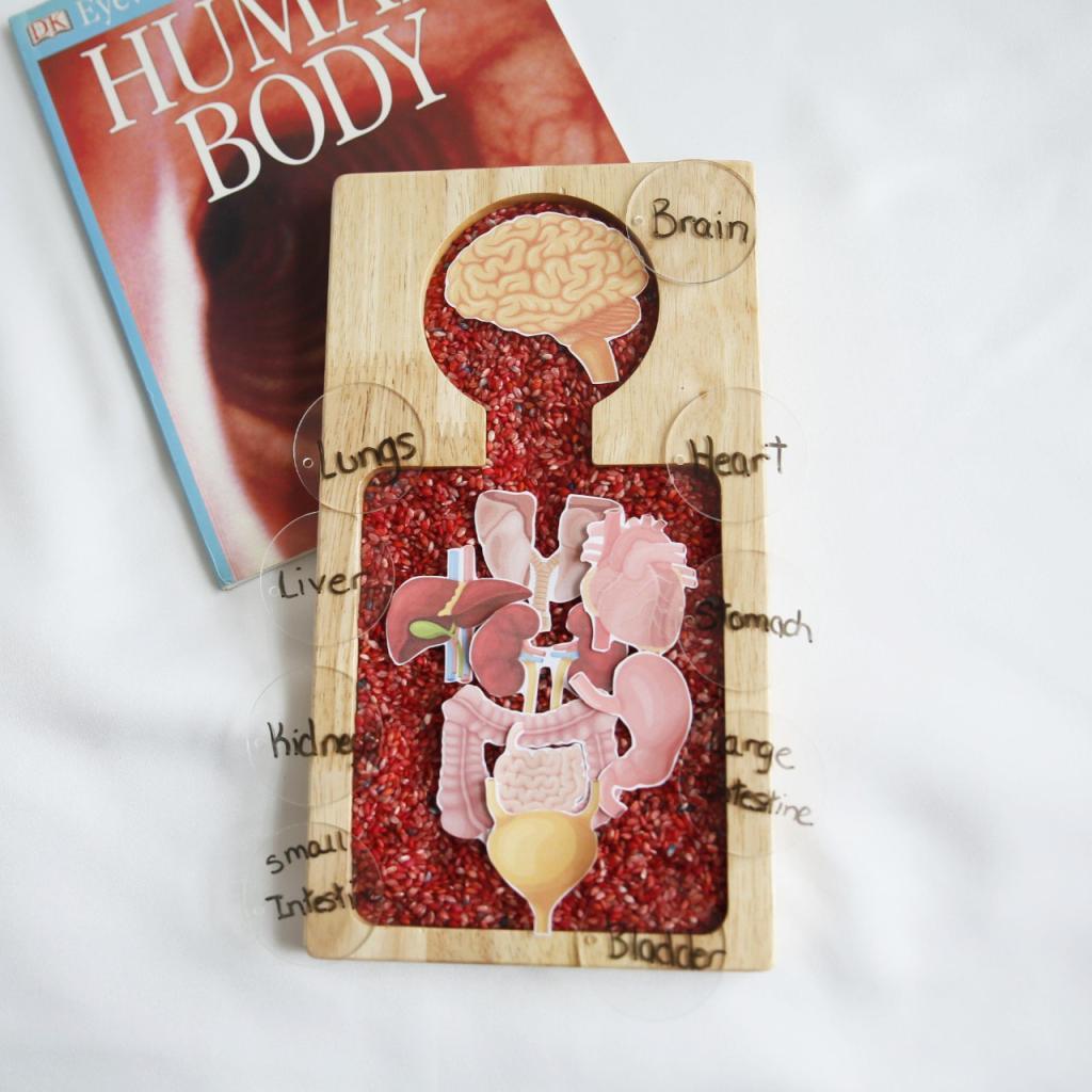 ANATOMY BOARD / MONTESSORI AID SENSORY TRAY - Totdot