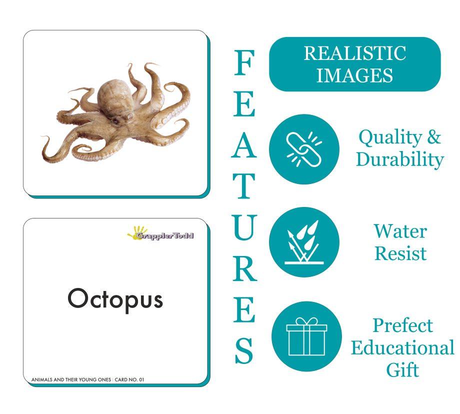 Aquatic Animals Flash Cards - Totdot