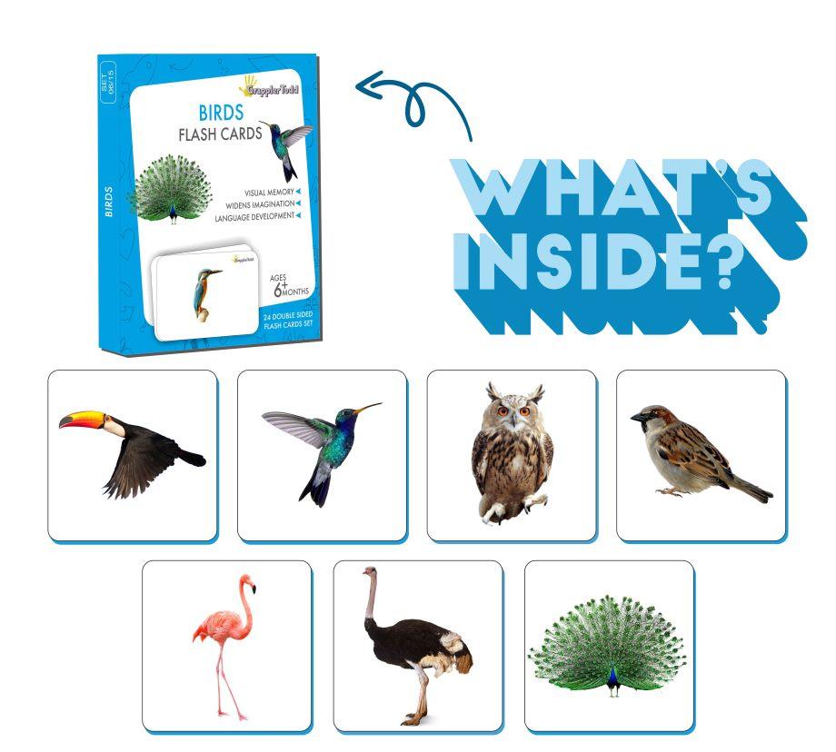 Birds Flash Cards - Totdot