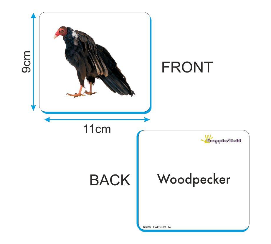 Birds Flash Cards - Totdot