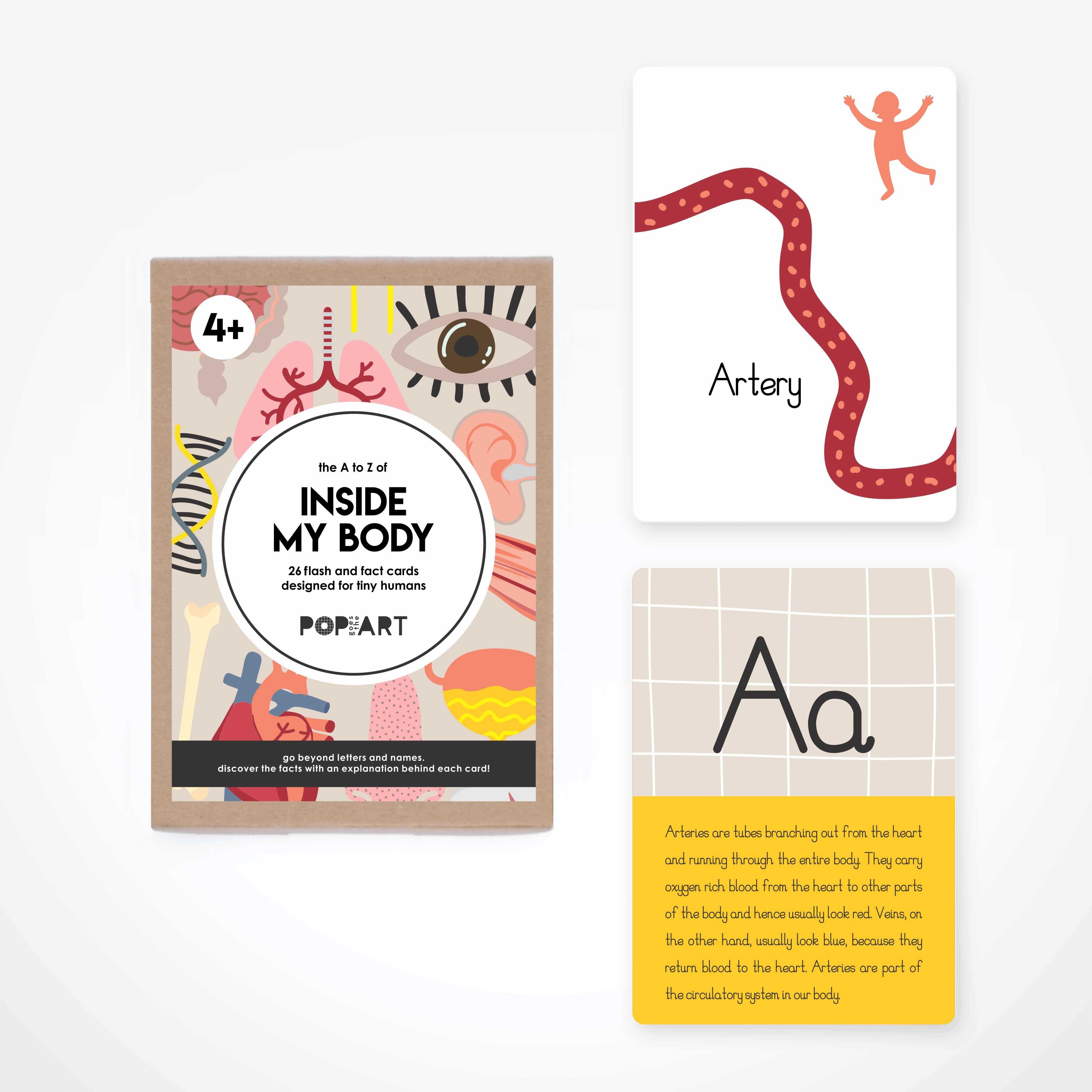 Flash & Fact Cards Inside My Body - Totdot