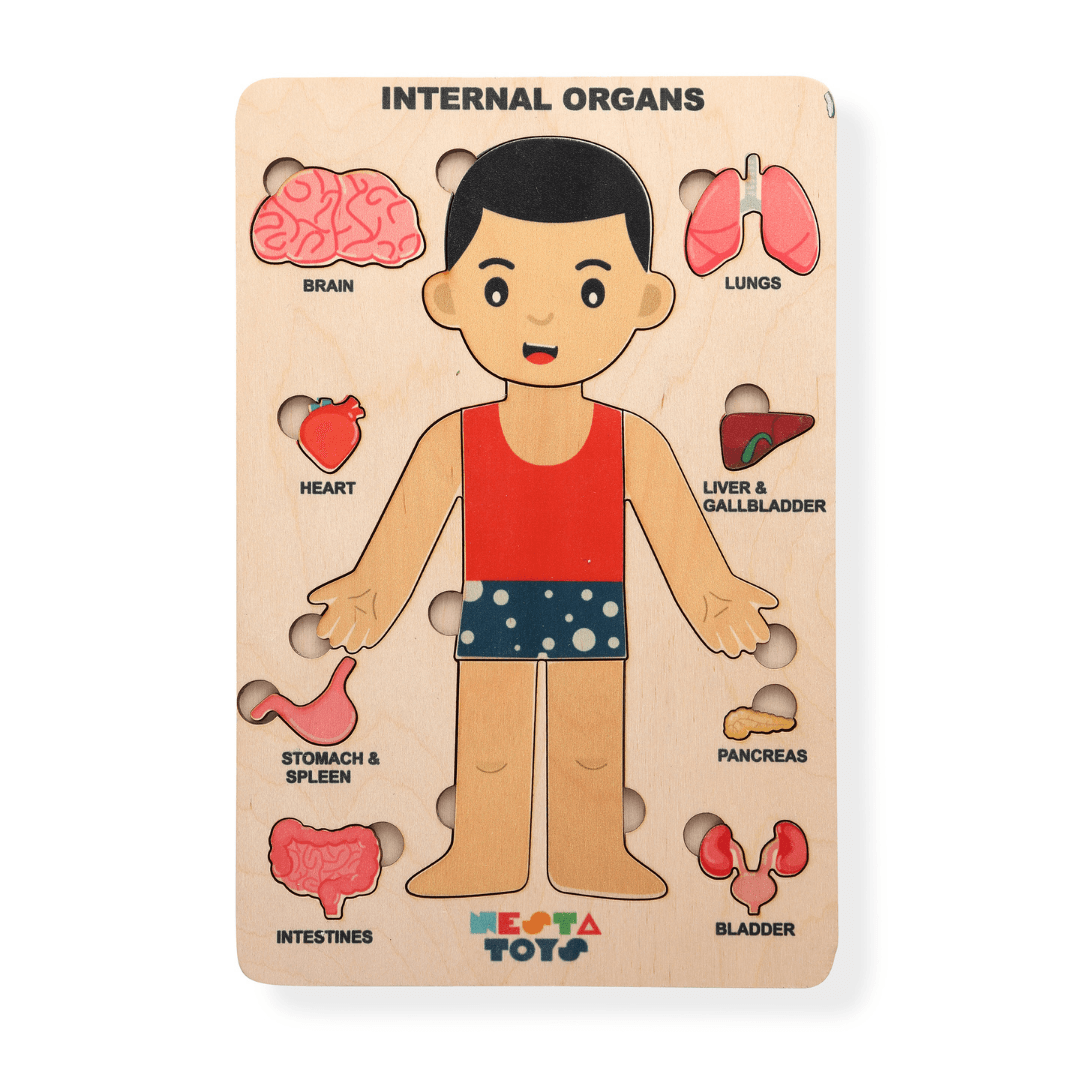 Human Anatomy | Internal Organs Puzzle Wooden Toy - Totdot