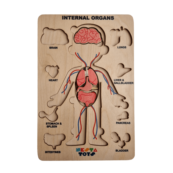 Human Anatomy | Internal Organs Puzzle Wooden Toy - Totdot