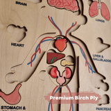 Human Anatomy | Internal Organs Puzzle Wooden Toy - Totdot