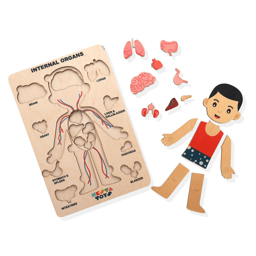 Human Anatomy | Internal Organs Puzzle Wooden Toy - Totdot