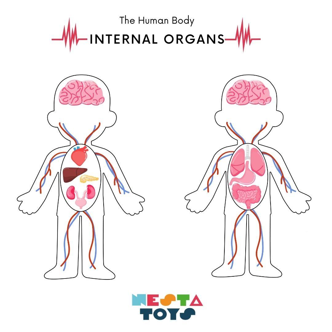 Human Anatomy | Internal Organs Puzzle Wooden Toy - Totdot