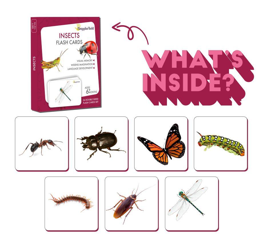 Insects Flash Cards - Totdot