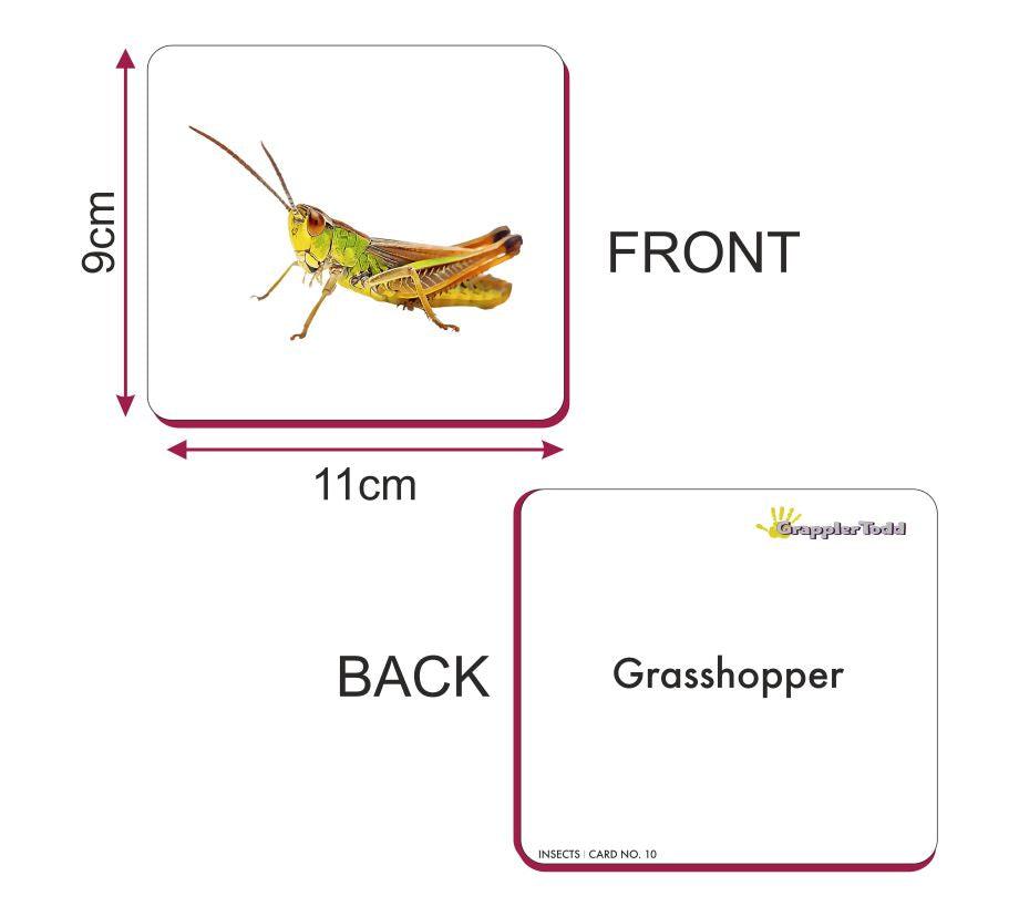 Insects Flash Cards - Totdot