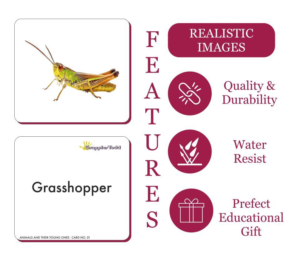 Insects Flash Cards - Totdot