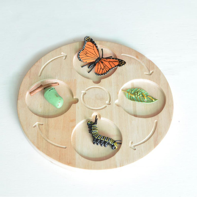 Wooden Life Cycle Board, Nature and Science Learning Aid - Totdot