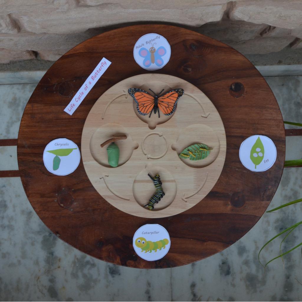 Wooden Life Cycle Board, Nature and Science Learning Aid - Totdot