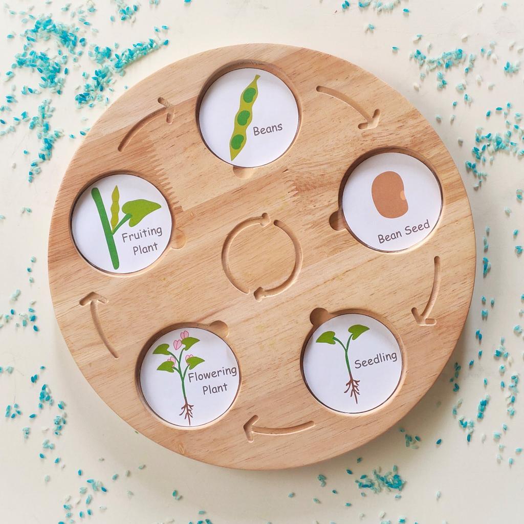 Wooden Life Cycle Board, Nature and Science Learning Aid - Totdot